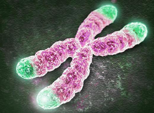 垃圾食品影响DNA染色体，会使人老得快，易得病